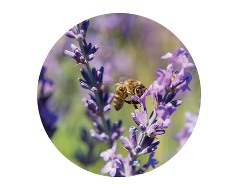 Lavender Essential Oil