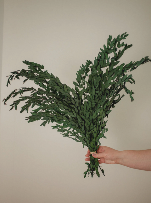 Short Willow Eucalyptus Parvifolia (Fresh Preserved)