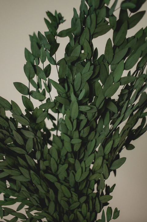 Short Willow Eucalyptus Parvifolia (Fresh Preserved)