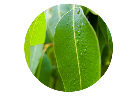 Eucalyptus Essential Oil