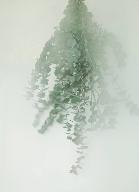 EUCALYPTUS SHOWER BUNDLE